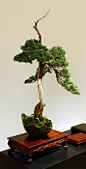 Bonsai from the Garden's 2015 Open Pavilion event