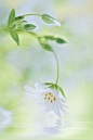 Photograph Greater Stitchwort by Jacky Parker on 500px