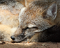 Swift Fox Tired by Jack