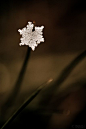 Snowflake | Snowflakes and more | Pinterest