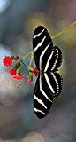 Zebra Longwing (Heliconius charithonia) Simply Stunning!
#蝶#
