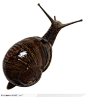 昆虫世界-褐色的蜗牛