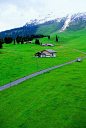 阿尔卑斯山草场。  

