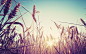 fields wallpaper (#2394235) / Wallbase.cc