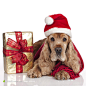 戴圣诞帽的狗狗和礼物高清背景图片素材