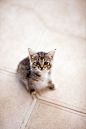 kitten: