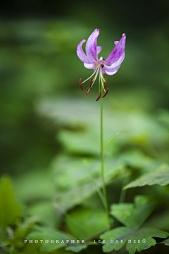 流年色玥落倾城采集到百花物语——百合花开