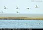 天鹅 湿地 芦苇 起飞,鸟类,动物摄影,摄影,汇图网www.huitu.com