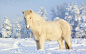 Winter snow white horses iceland snow landscapes Animals Horse wallpaper | 1920x1200 | 124461 | WallpaperUP