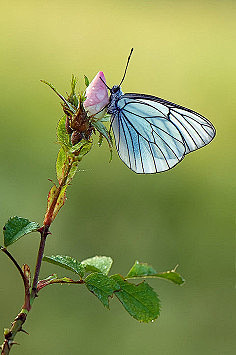 人生当如彩蝶，间或停憩，勿忘翩跹。