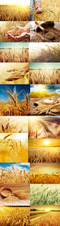 46 麦田麦浪收获稻谷小麦粮食高清丰收图片PS设计素材微信配图-淘宝网