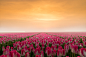 gerda2——Tulips in the early morning during sunrise.