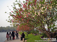 Wxp421421采集到杭州--西湖的春天,旅行, 