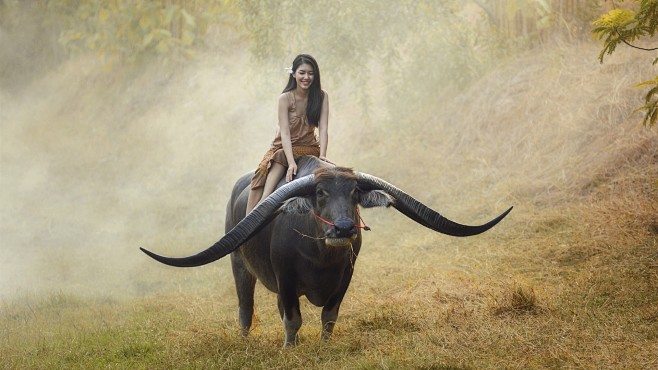 女孩骑水牛，泰国    _气氛概念  
