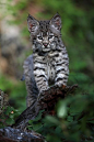 Curious Bobcat Cub By Megan Lorenz | Cutest Paw