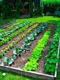 How to layout a Backyard Vegetable Garden