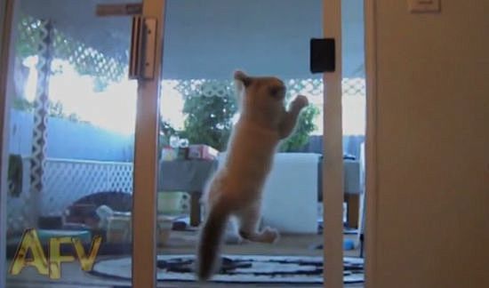 小猫攀爬玻璃门