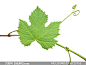 绿色葡萄植物藤蔓特写摄影高清图片 - 大图网设计素材下载