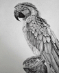 parrot drawing by monica lee