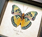 Euphaedra Rezia Verso | Real Butterfly Gifts Framed Butterflies and Insect Displays