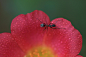 Photograph Ant walk on a rainy day by Saravana Srinivasan on 500px