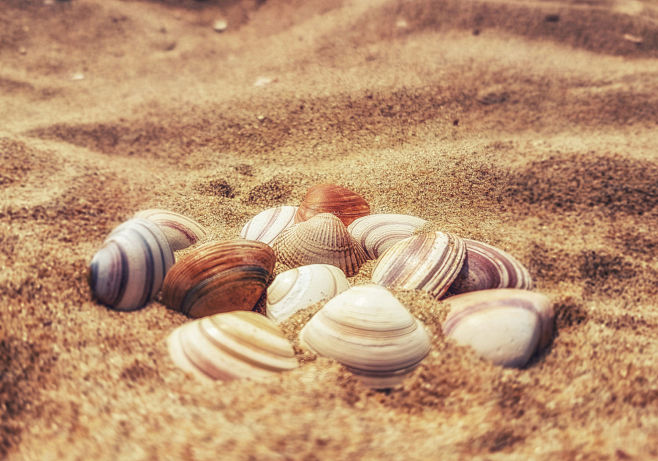 Seashells by BB on 5...