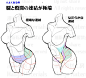 【人体结构】本子画师第一步！女性人体结构画法
