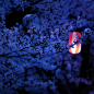  樱花 日本 灯笼 和风 夜樱  日本 和风 樱花 夜樱 灯笼