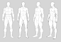 Male anatomy by Precia-T