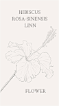 朱槿（学名：Hibiscus rosa-sinensis Linn. ）：又名扶桑、佛槿、中国蔷薇。花语:纤细美、体贴之美、永保清新之美。