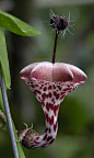萝藦科吊灯花属 Ceropegia：萝藦科下的一个属，为直立或攀援状亚灌木植物。该属共有约170种，分布于非洲、亚洲和大洋洲 