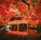 日本京都醍醐寺秋季图片
