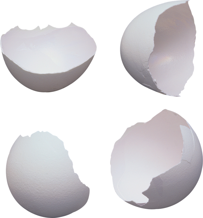 蛋壳