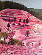 【全世界最粉嫩的赛道】
北海道浪漫卡丁车场——它整个氛围都是少女般的粉色系。粉色的布景、粉色的花丛、粉色的漆制品。