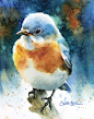 水彩画家 Susan Crouch 绘画作品  |  www.susancrouch.com ​​​​鸟 动物