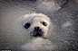 Frosty top: The seal pup emerges from the water with a thin layer of ice sprinkled across its head and snout