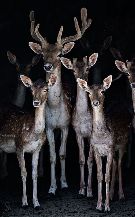 Deer Family Amazing ...