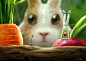Rabbit & Radish : - -
