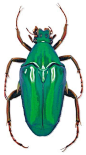 Beetle: 