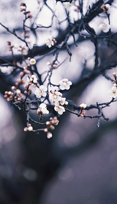 ~小迷糊~采集到千姿百态  摇曳生辉