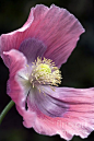 ~~Opium Poppy - Papaver Somniferum Giganteum Print By Frank Tschakert~~