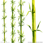 植物竹子装饰图案