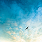 Bird Sky | Flickr - 相片分享！