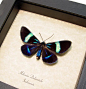 Milionia Delicatula | Real Butterfly Gifts Framed Butterflies and Insect Displays