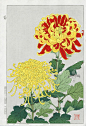 Red & Yellow Chrysanthemum