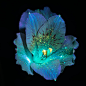 Bathed in Ultraviolet Light, Single Flowers Glow with Radiant, Saturated Color : In Between Art and Science, Debora Lombardi harnesses the creative potential of ultraviolet light. The Italy-based designer and photographer splashes single flowers with the 