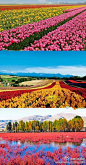 种出来的彩虹】日本的北海道薰衣草、荷兰的郁… 