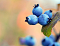 Photograph Blueberries by Alain Turgeon on 500px