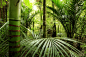 热带丛林,灌木,椰树林