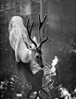 Deer in the water